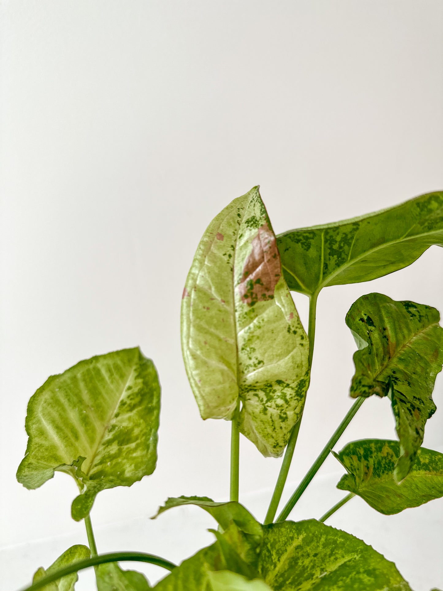 Syngonium Confetti Tricolor