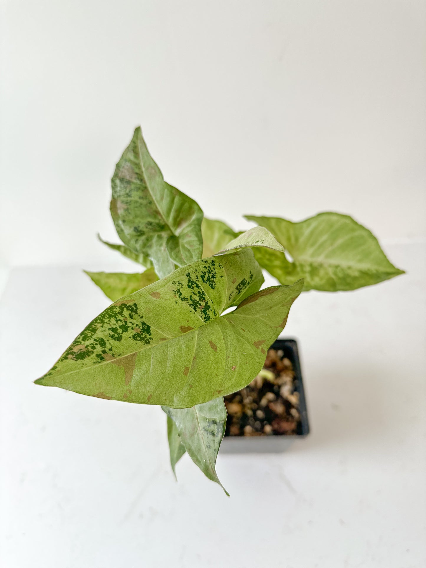 Syngonium Confetti Tricolor