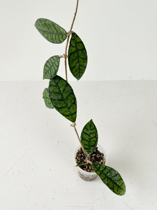 Hoya callistophylla