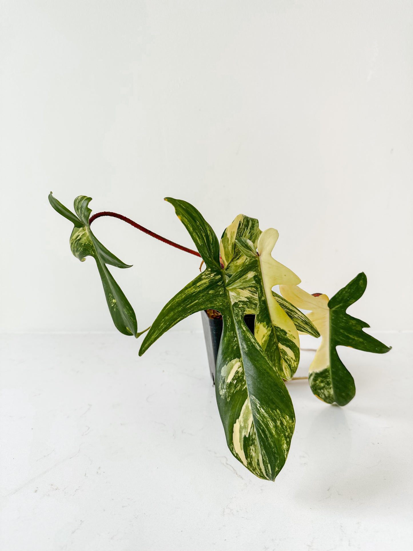 Philodendron Florida Beauty