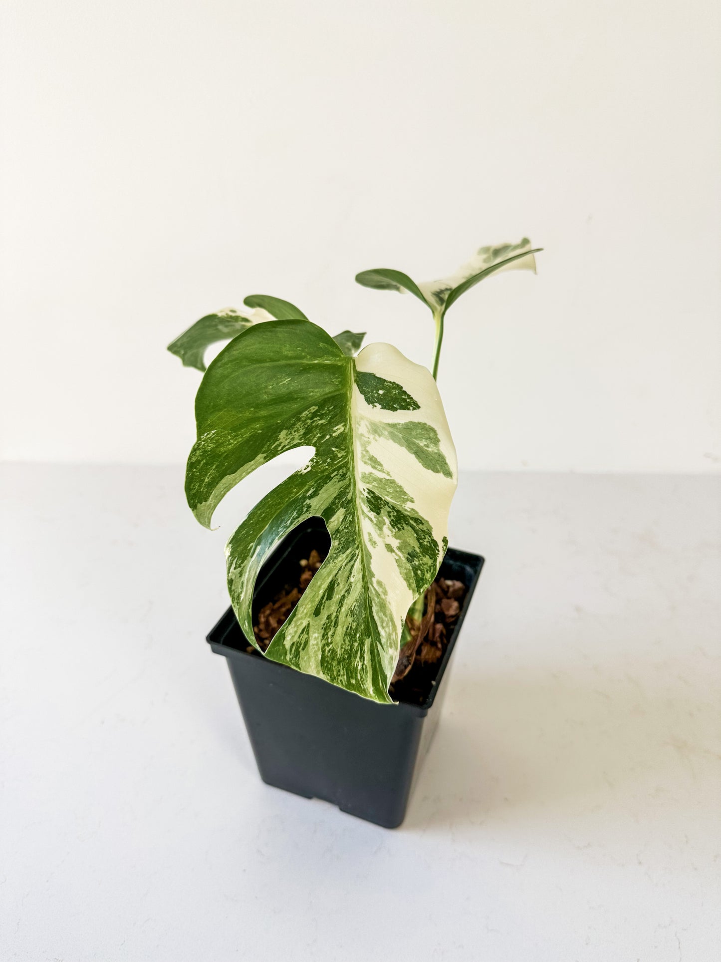 Monstera Deliciosa albo variegated