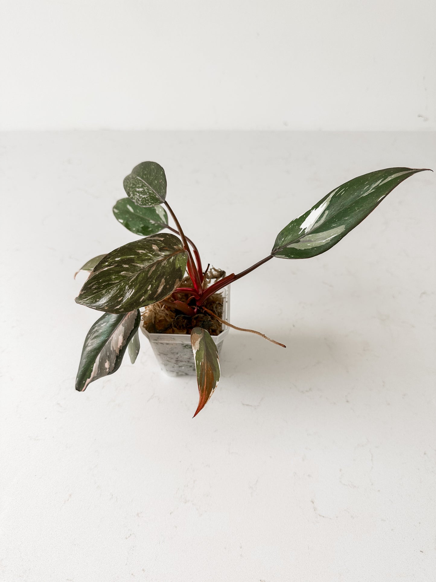 Philodendron Red Anderson