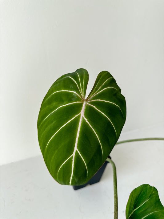 Philodendron Gloriosum dark form