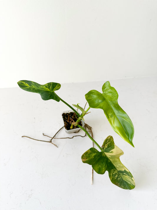 Philodendron Bipennifolium 'Violin’ variegated