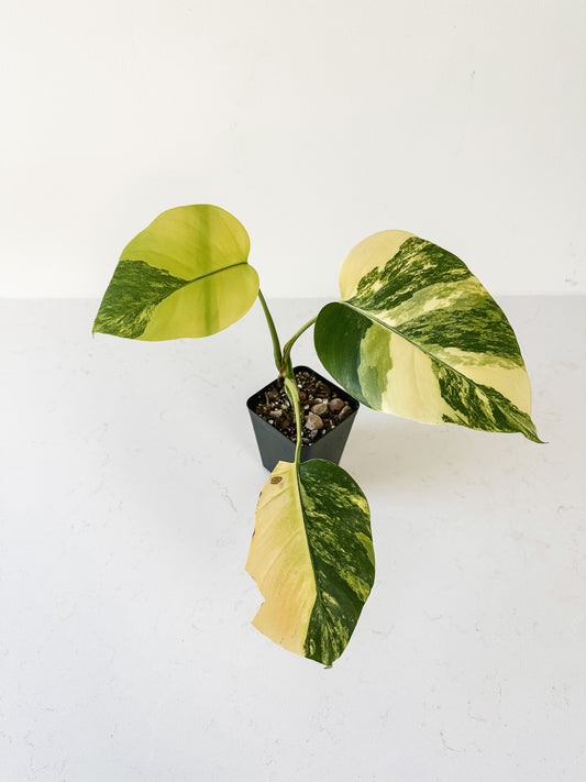 Monstera Deliciosa aurea