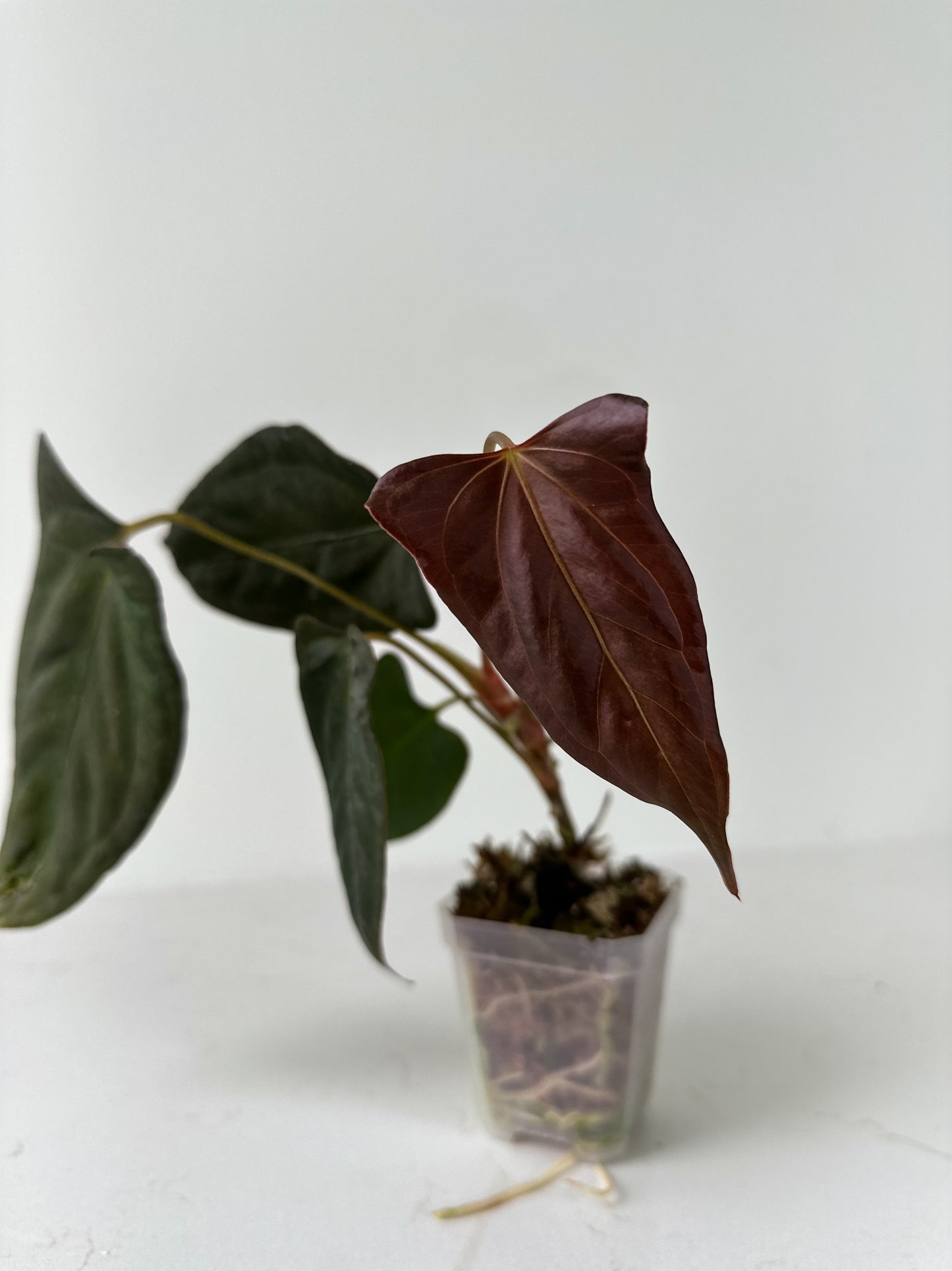 Anthurium ‘Dark Phoenix’ x Portaille