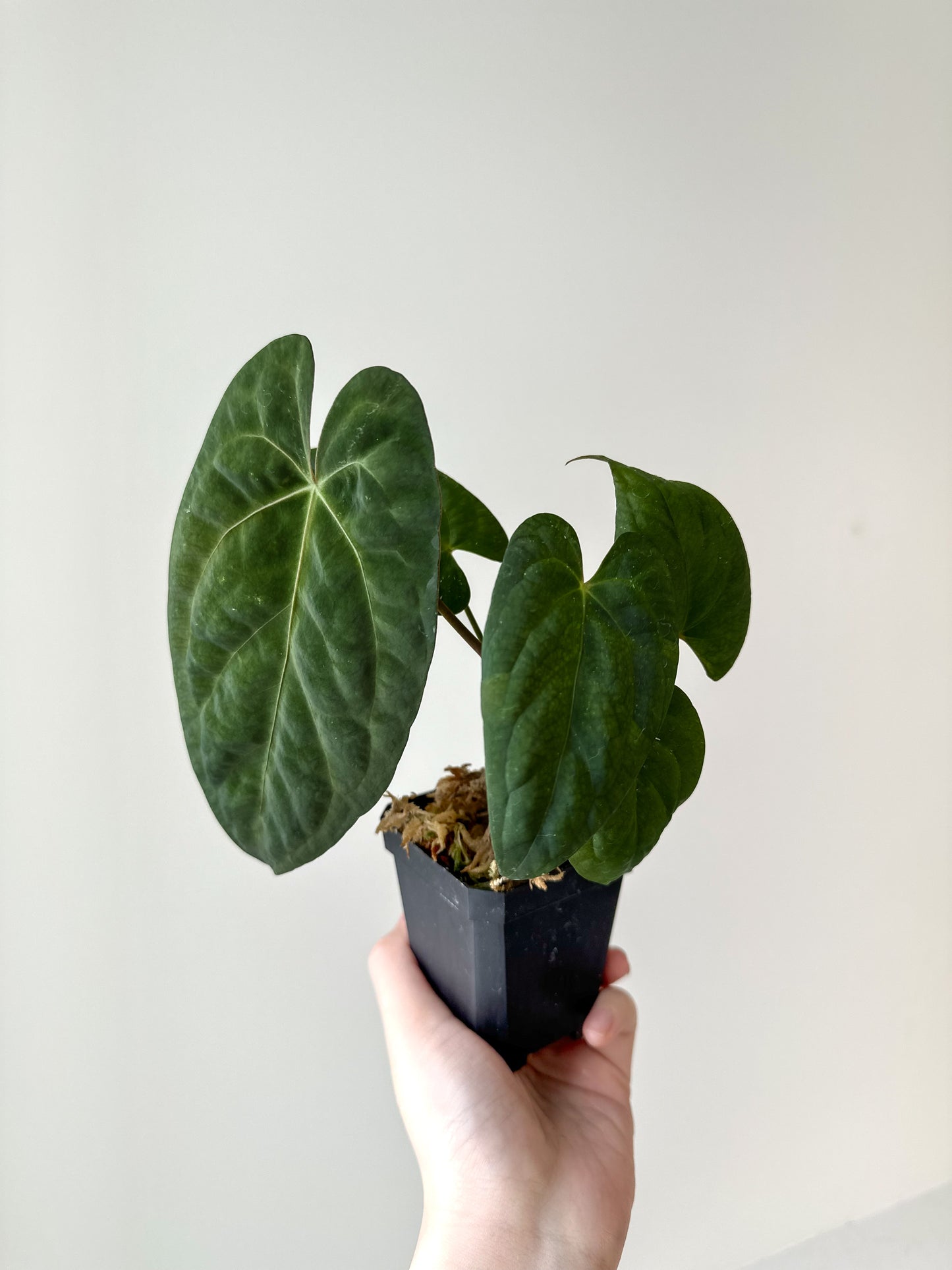 Anthurium papillilaminum 'Fort Sherman' (Indonesia) x 'Legend'