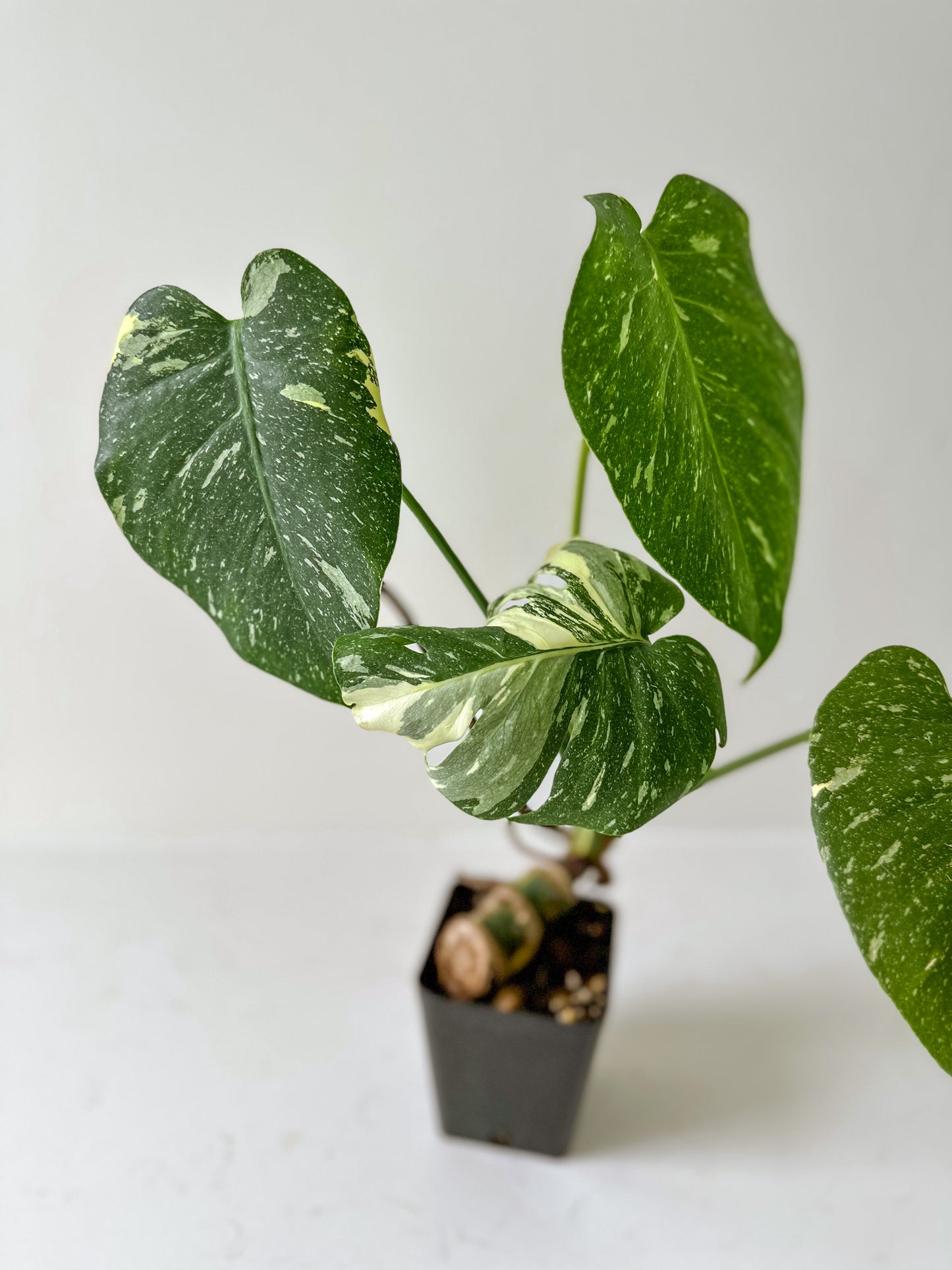 Monstera Thai Constellation