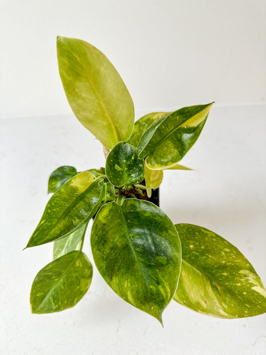 Philodendron Green Congo