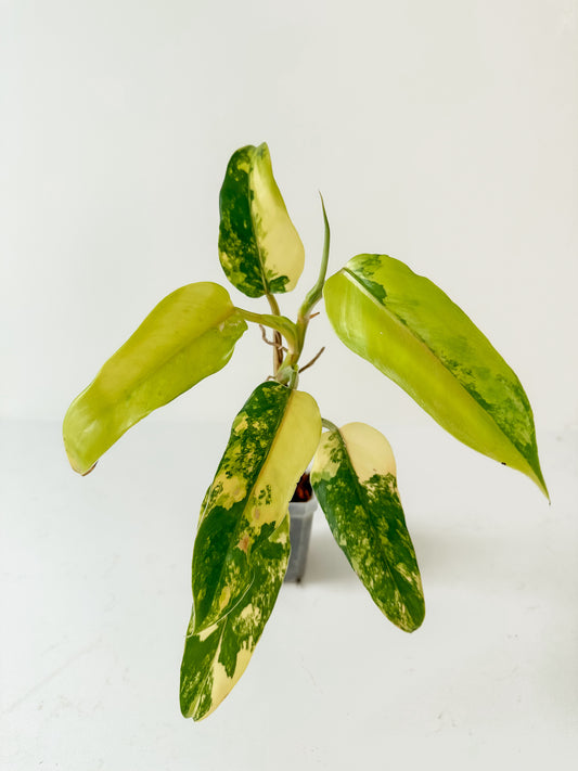 Philodendron Domesticum variegated