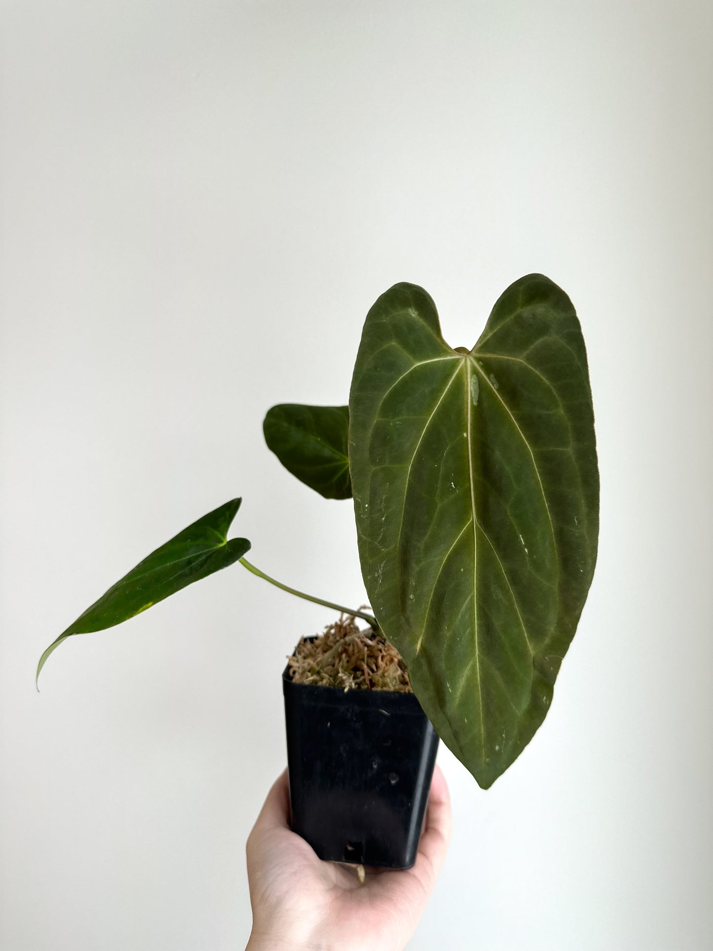 Anthurium papillilaminum 'Fort Sherman' (Indonesia)