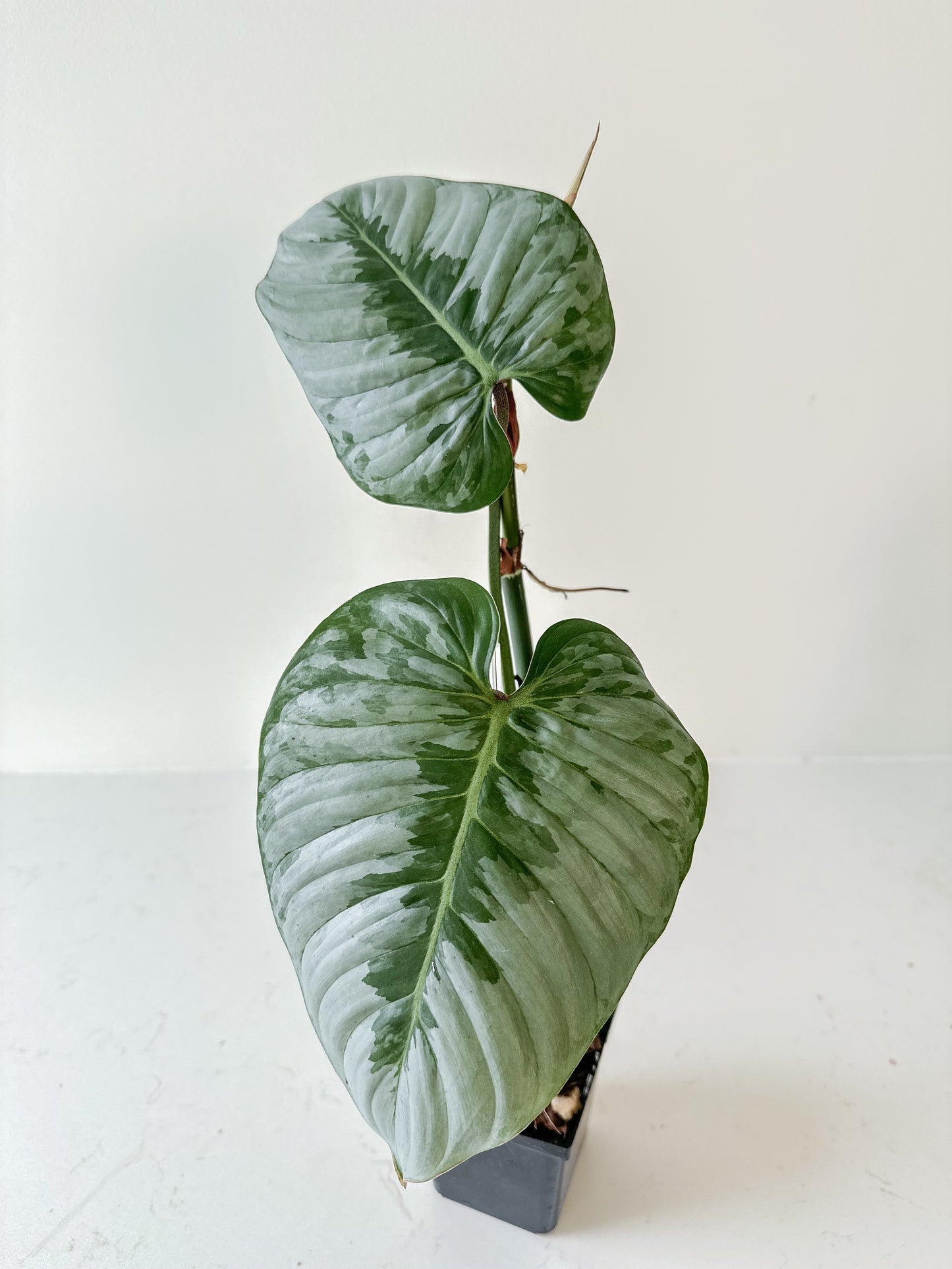 Philodendron Sodiroi