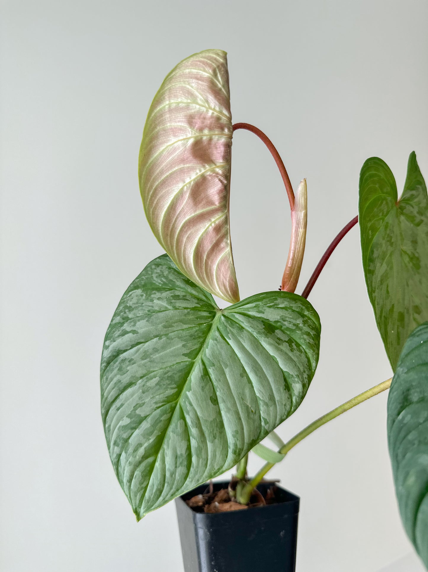 Philodendron Majestic