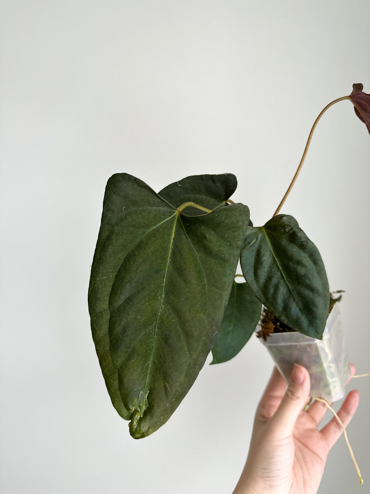 Anthurium ‘Dark Phoenix’ x Portaille