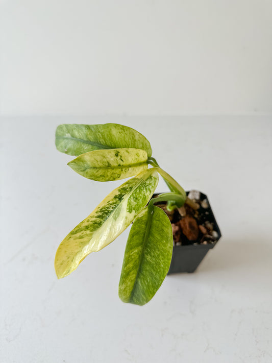 Epipremnum Giganteum variegated