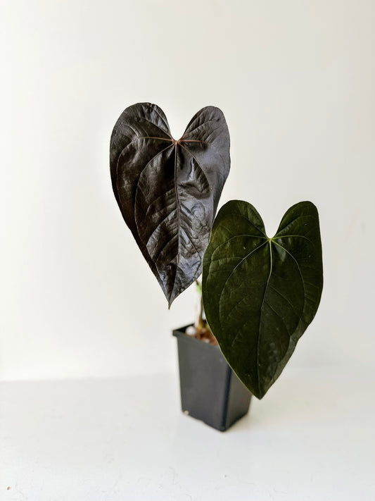 Anthurium Queen of Hearts (B)