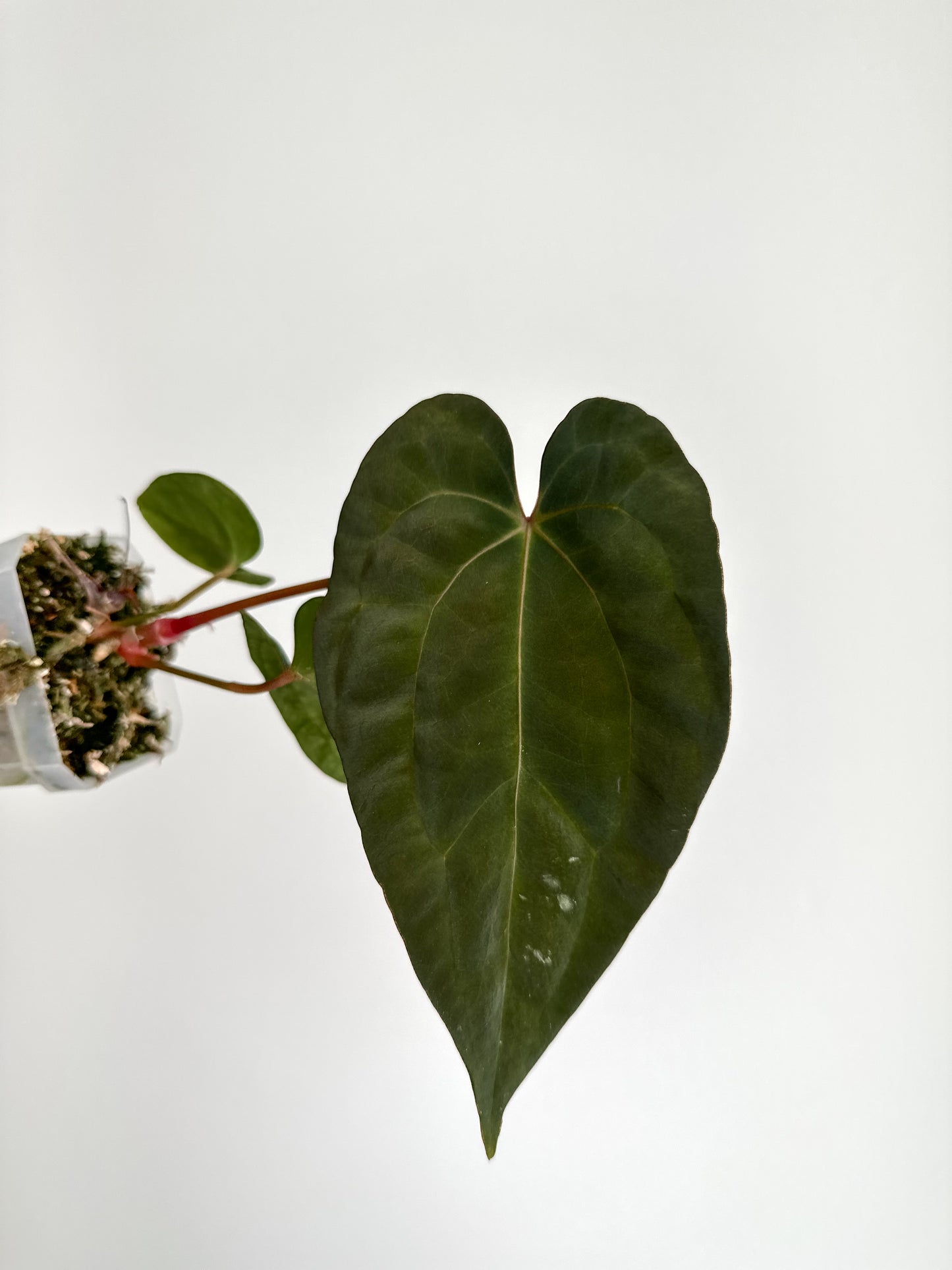 Anthurium ‘Neptune’ (‘Dark Phoenix x X-one’)