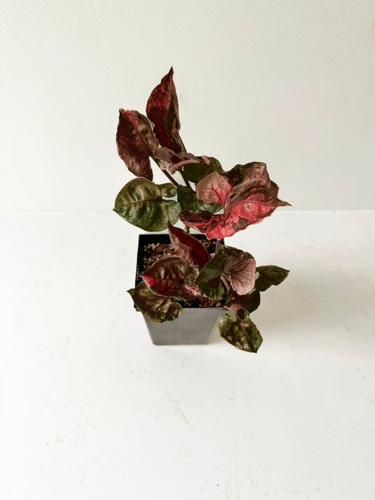 Syngonium Strawberry Ice (B) (Non TC)