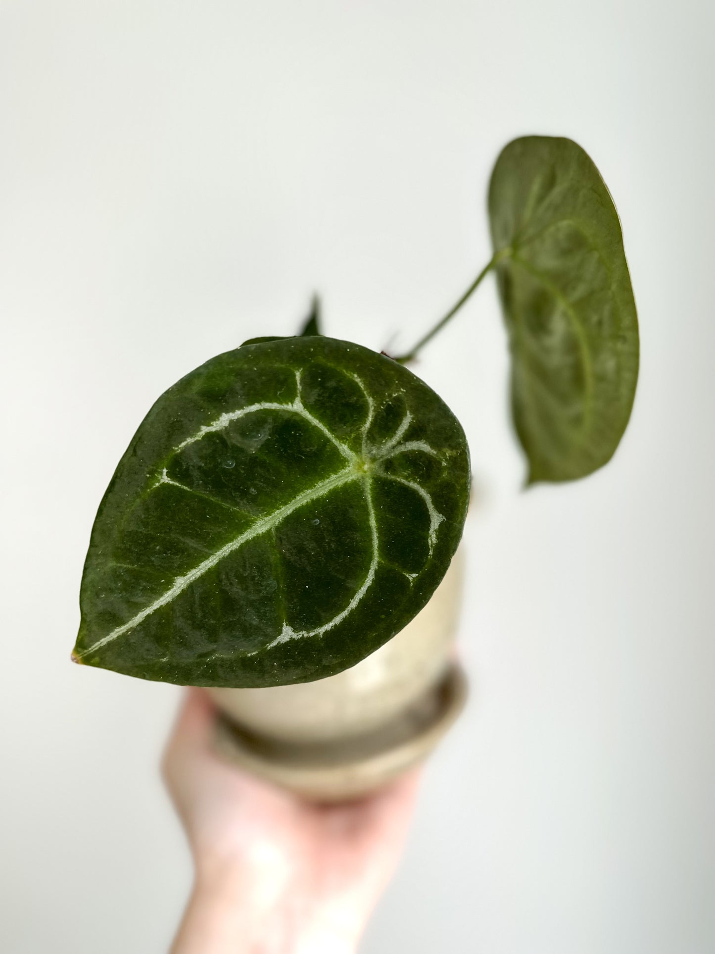 Anthurium Forgetii hybrid