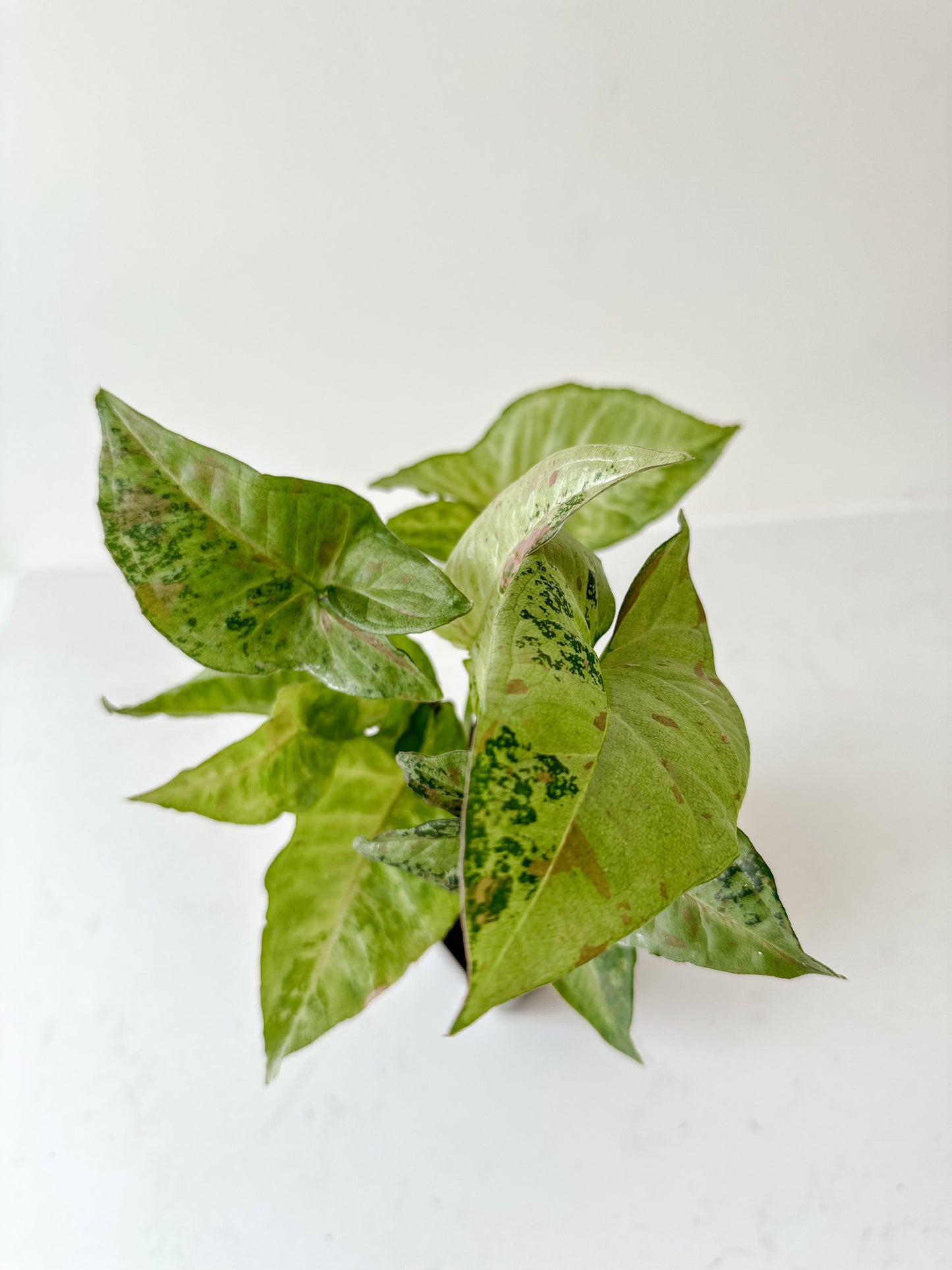 Syngonium Confetti Tricolor