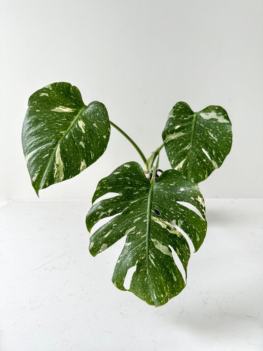 Monstera Thai Constellation