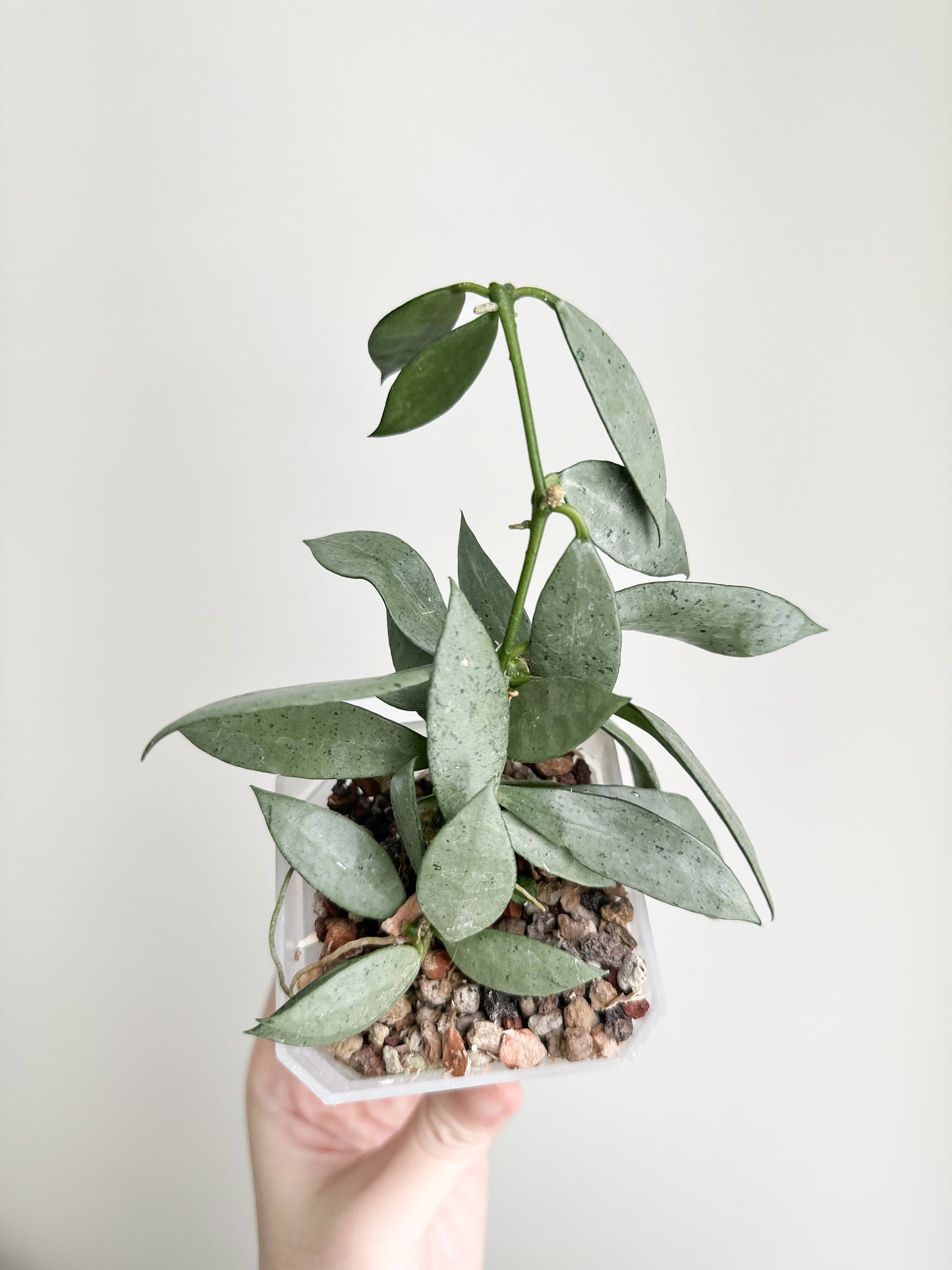 Hoya lacunosa 'Louisa's Silver'