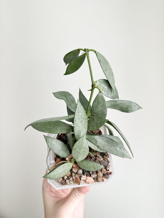 Hoya lacunosa 'Louisa's Silver'