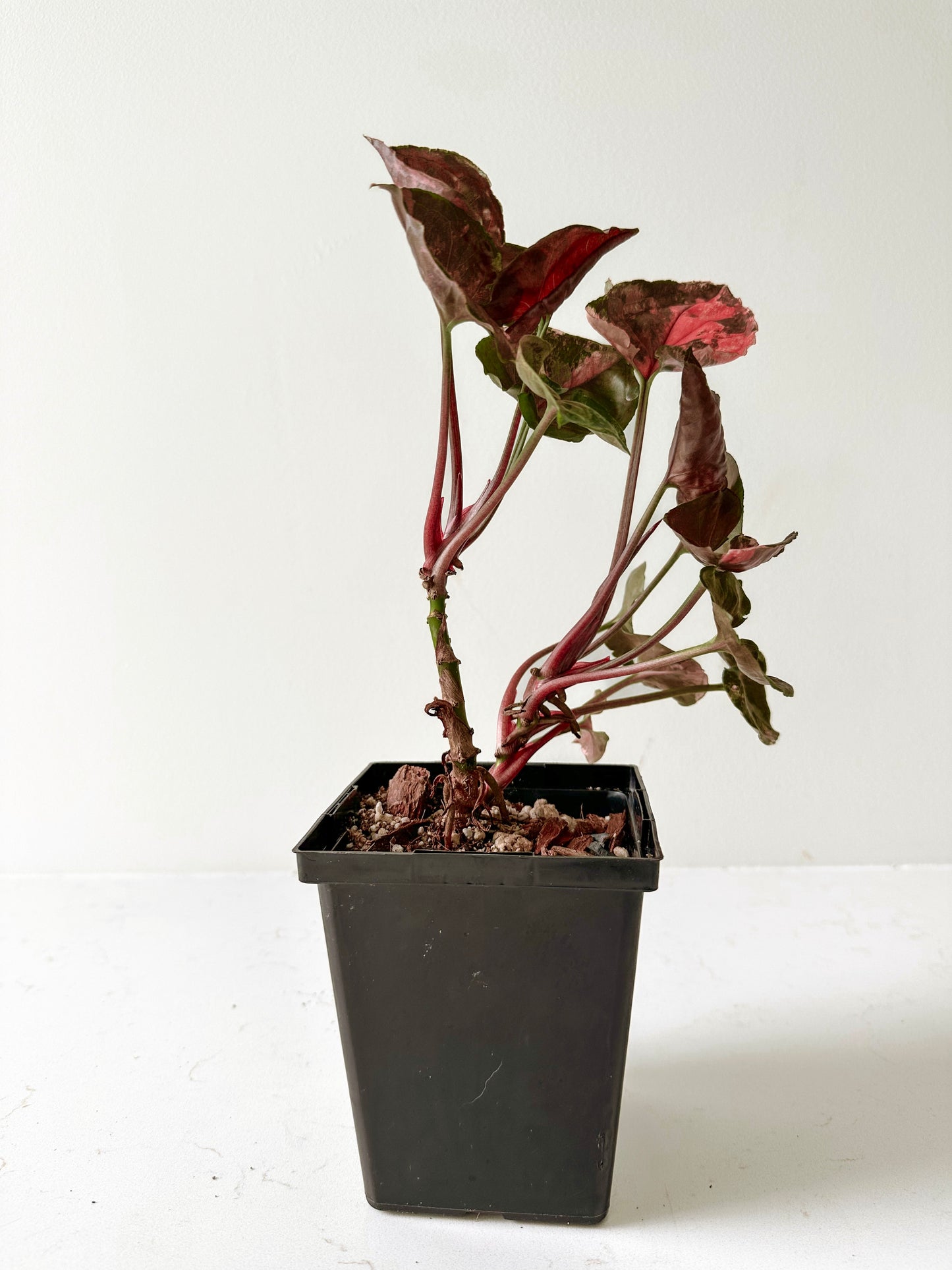 Syngonium Strawberry Ice (B) (Non TC)