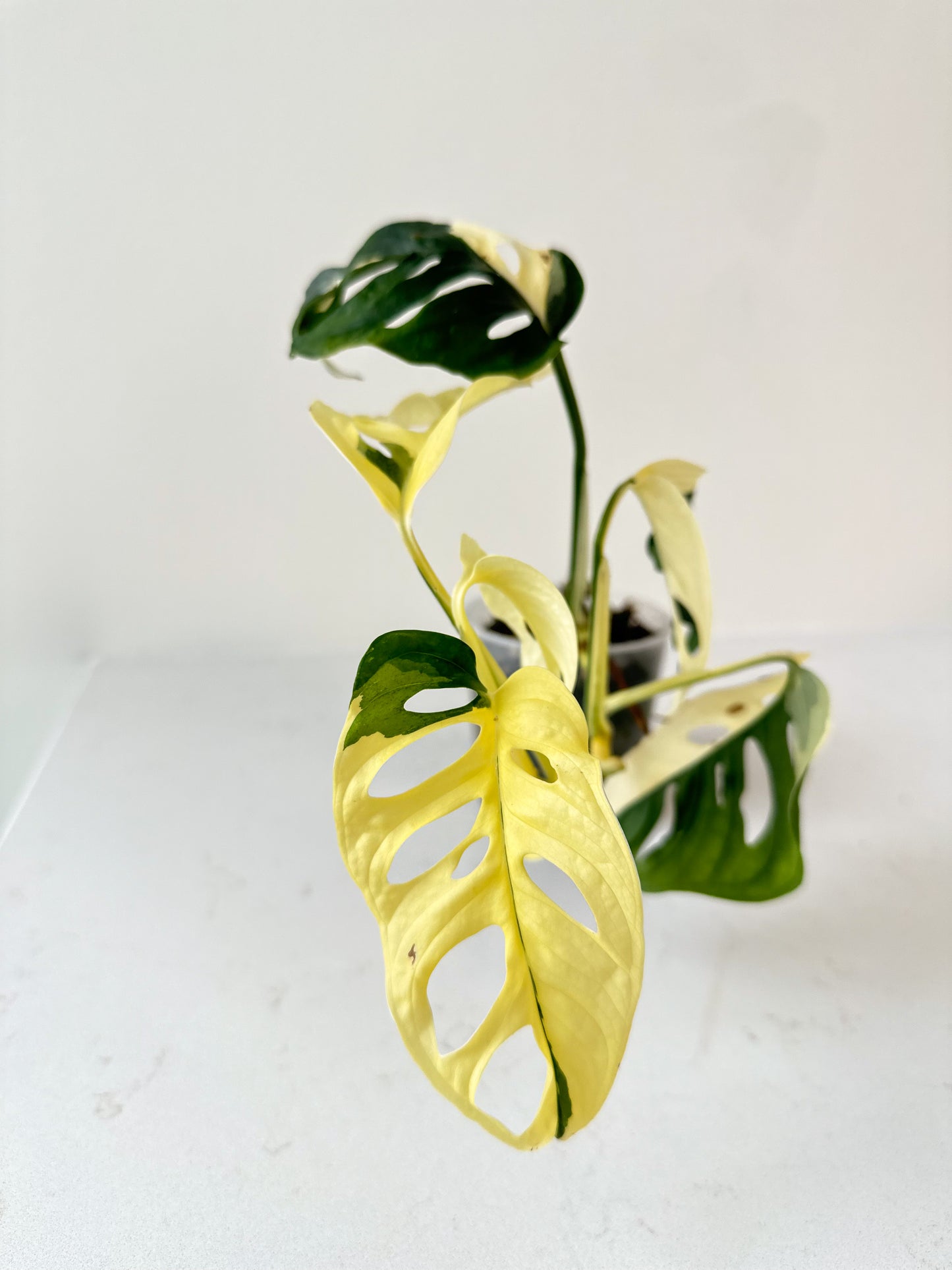 Monstera Adansonii variegated (Japanese tricolor)