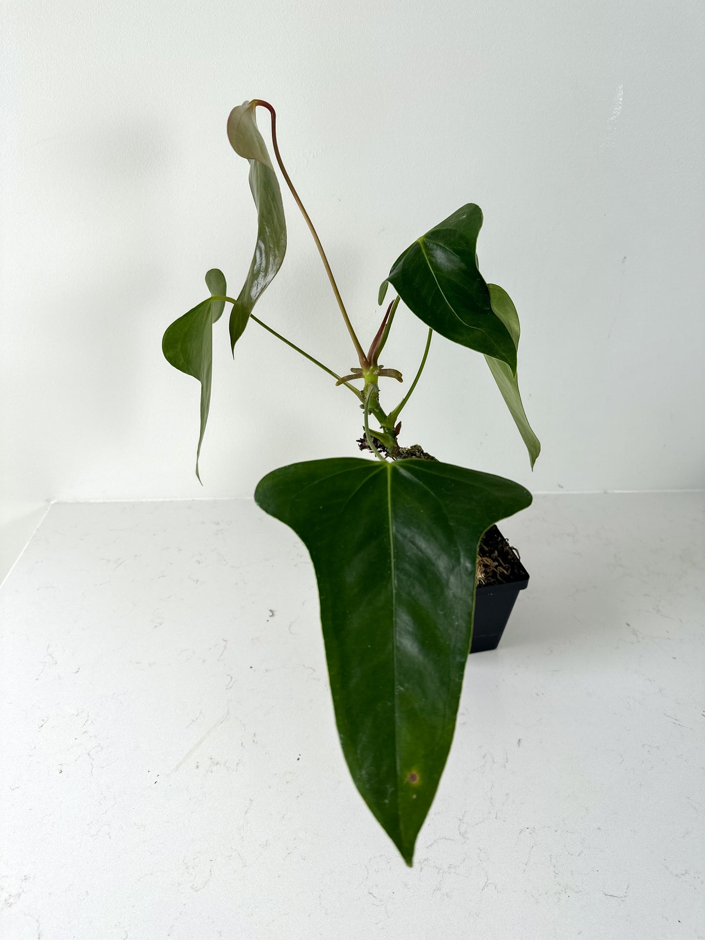 Anthurium Subsignatum