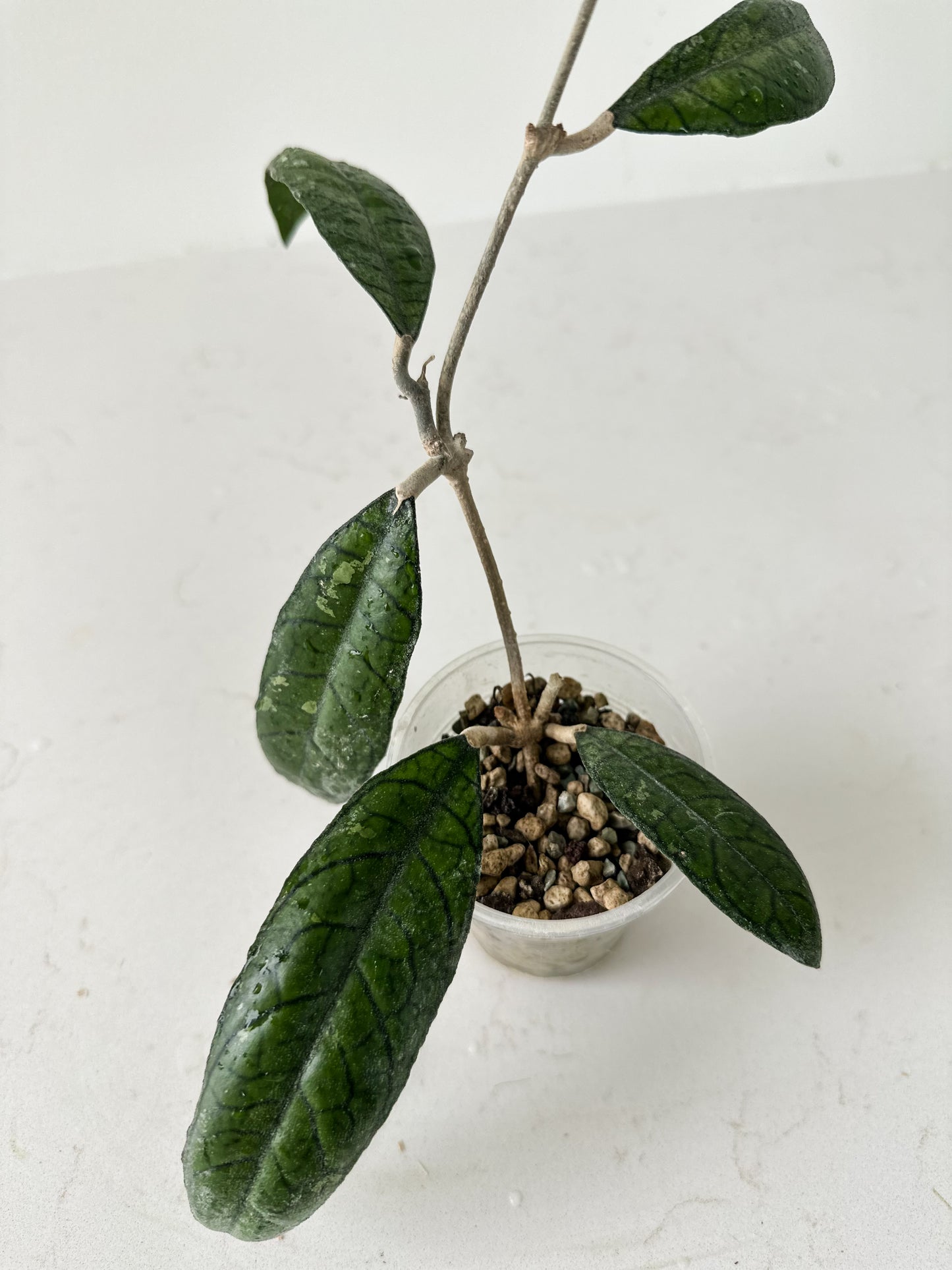 Hoya Finlaysonii (black leaves)