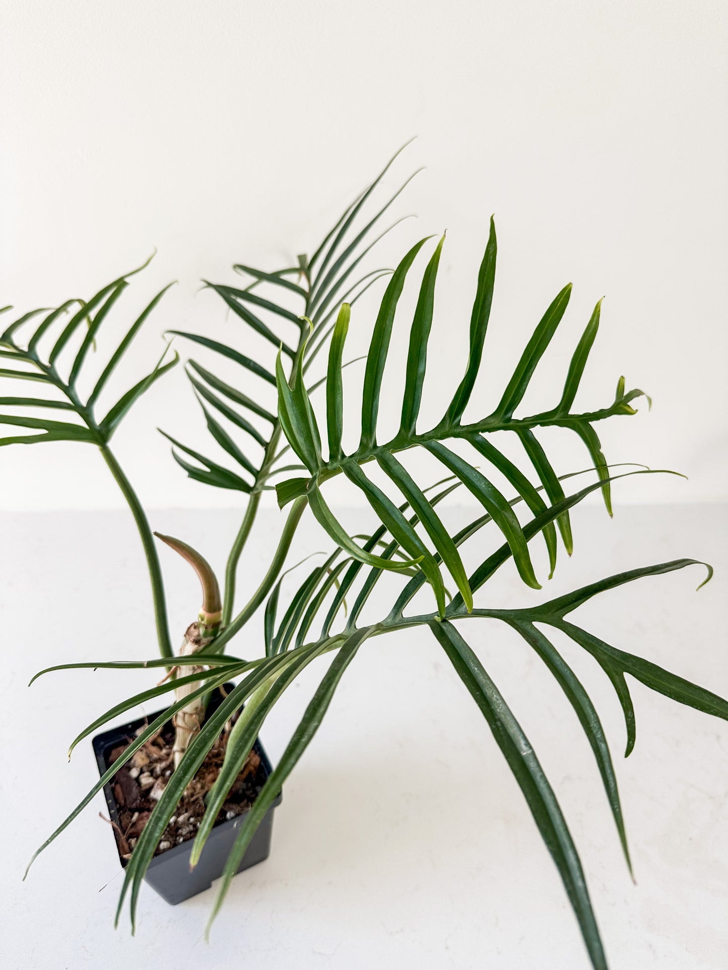 Philodendron Tortum – Verdant Plant House