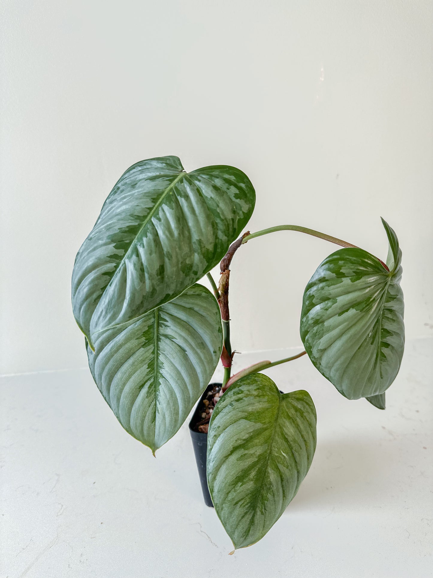 Philodendron Sodiroi