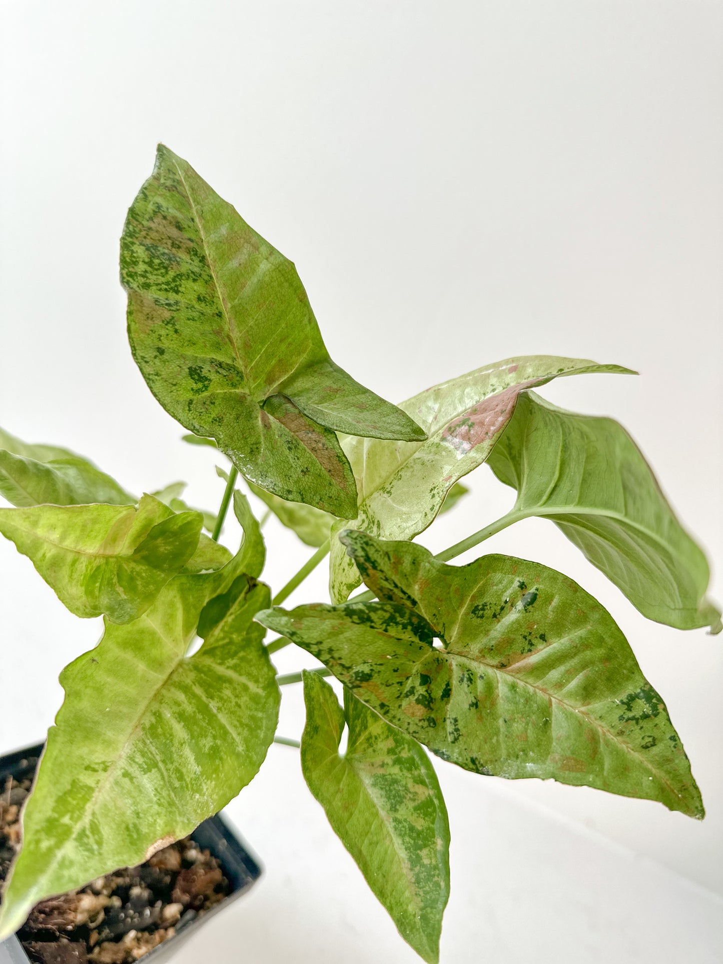 Syngonium Confetti Tricolor