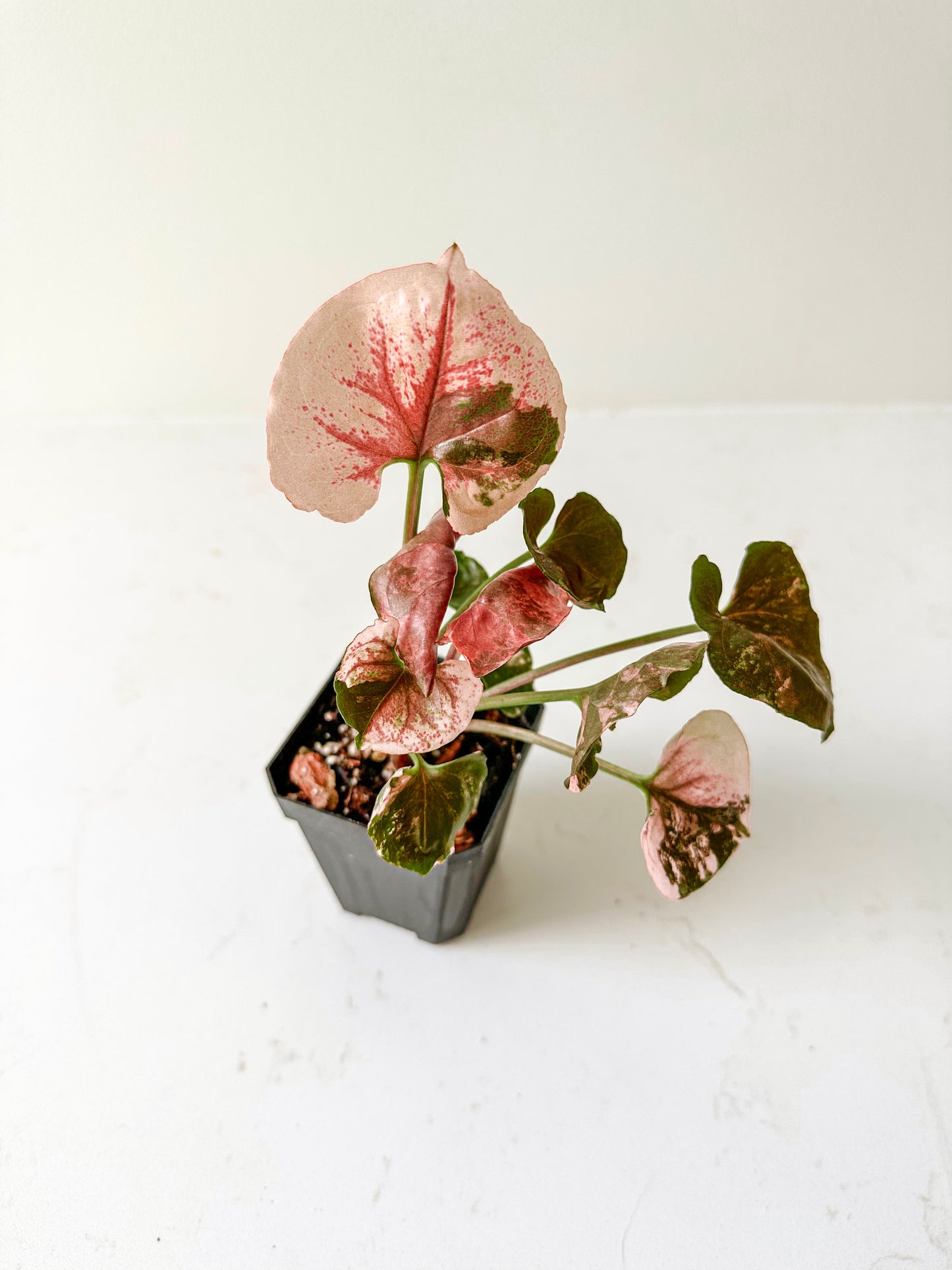 Syngonium Strawberry Ice (A) (Non TC)