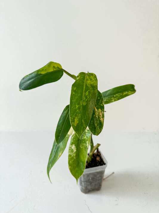 Philodendron Domesticum variegated