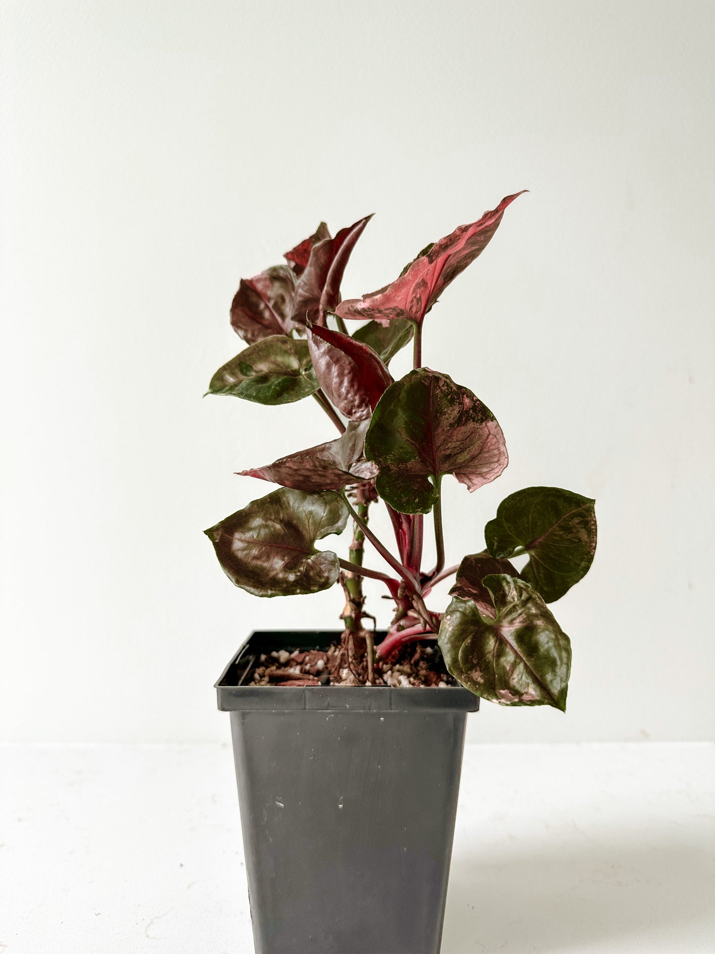 Syngonium Strawberry Ice (B) (Non TC)