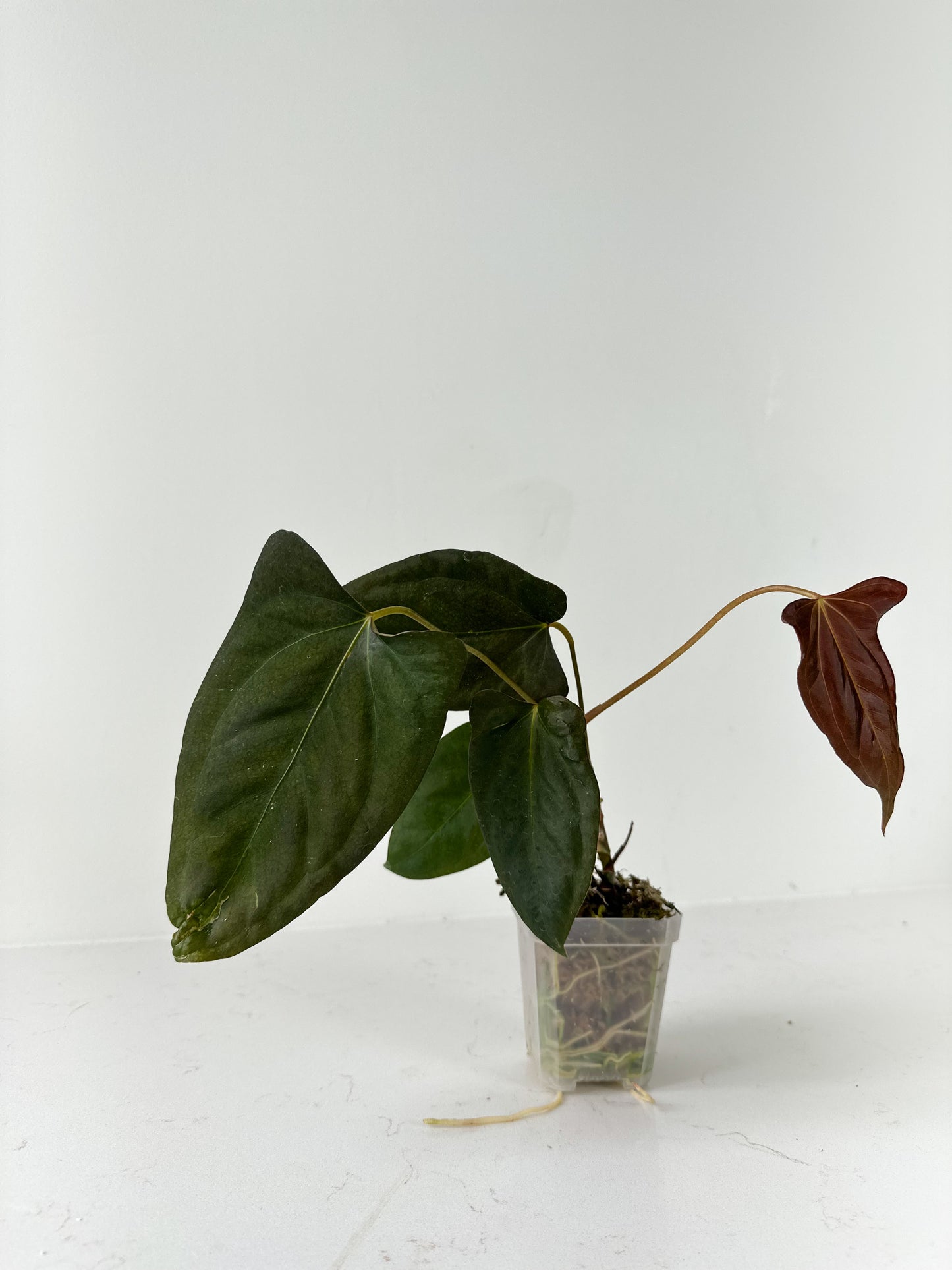 Anthurium ‘Dark Phoenix’ x Portaille