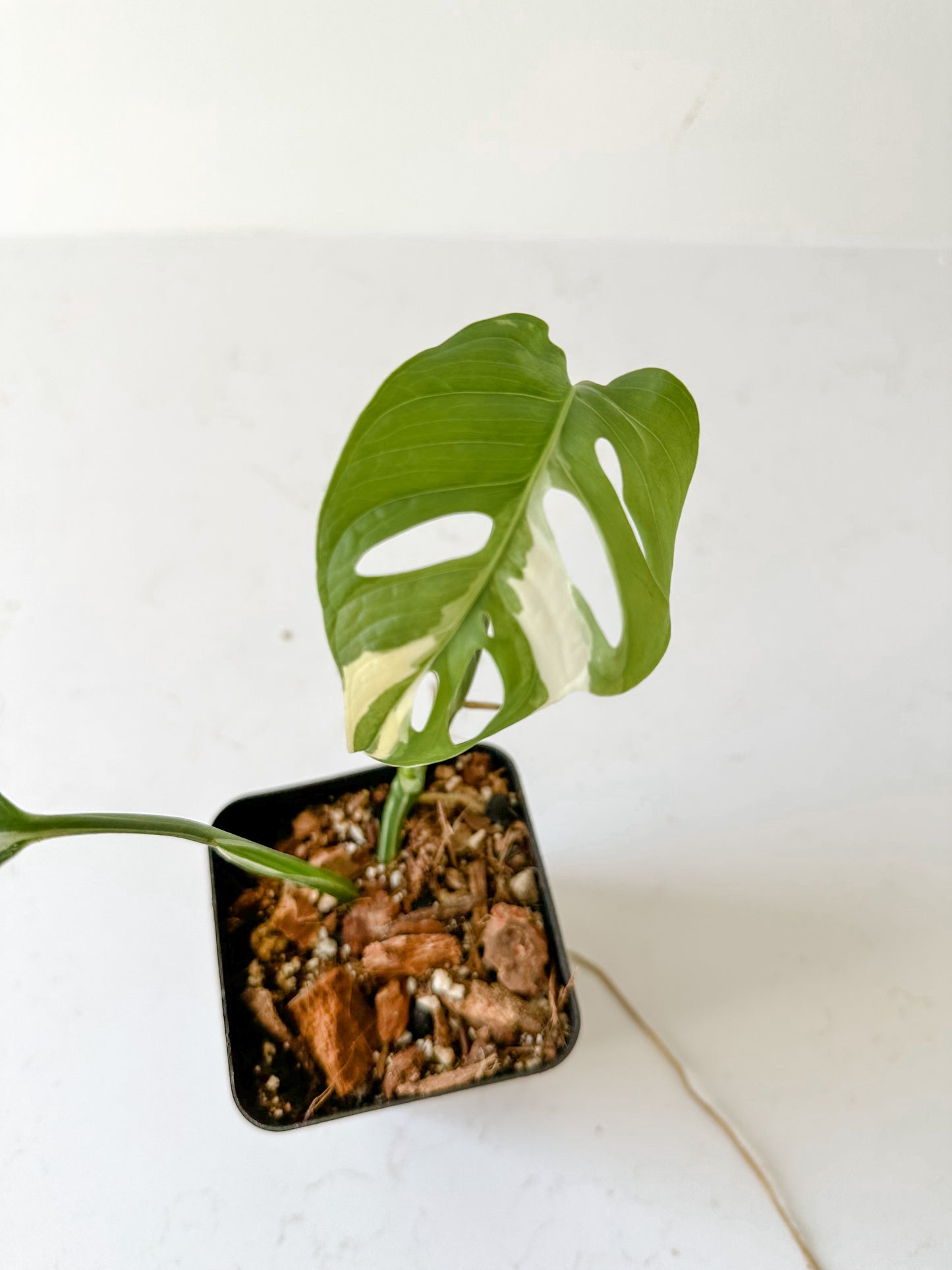 Monstera Adansonii variegated (tricolor)