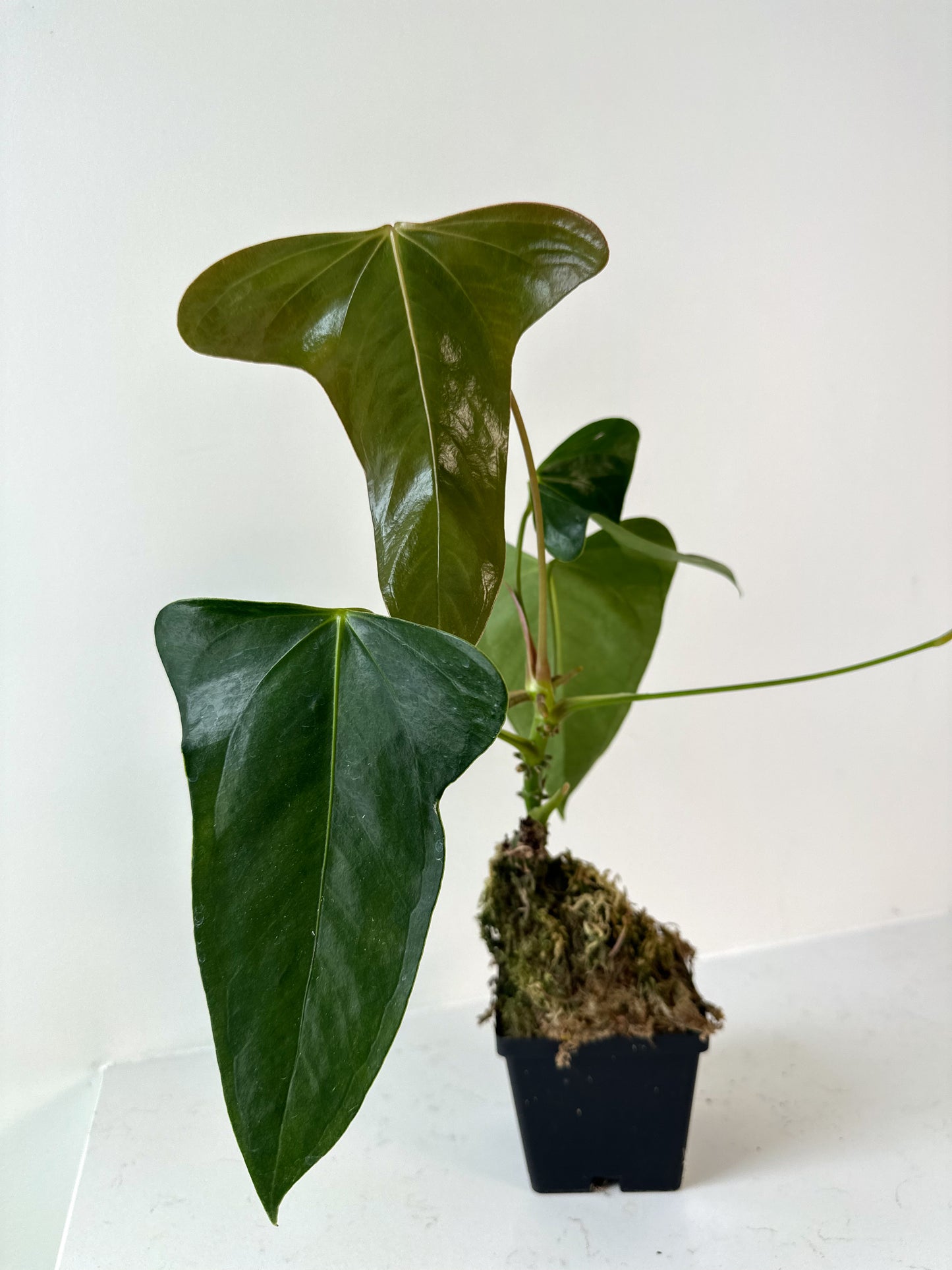 Anthurium Subsignatum