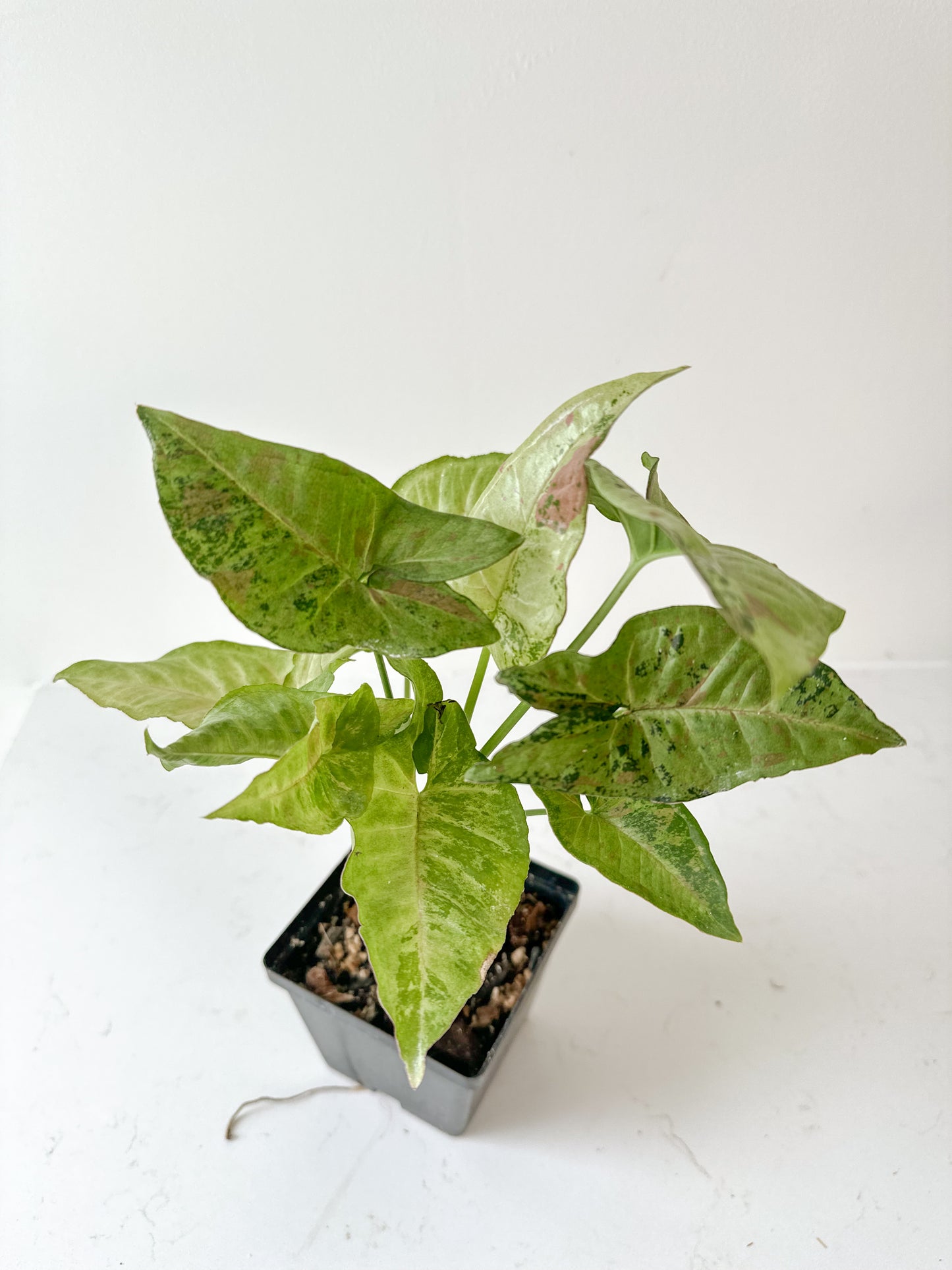 Syngonium Confetti Tricolor