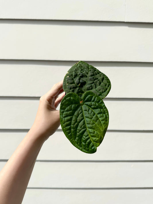 Anthurium Crystallinum x Splendidum