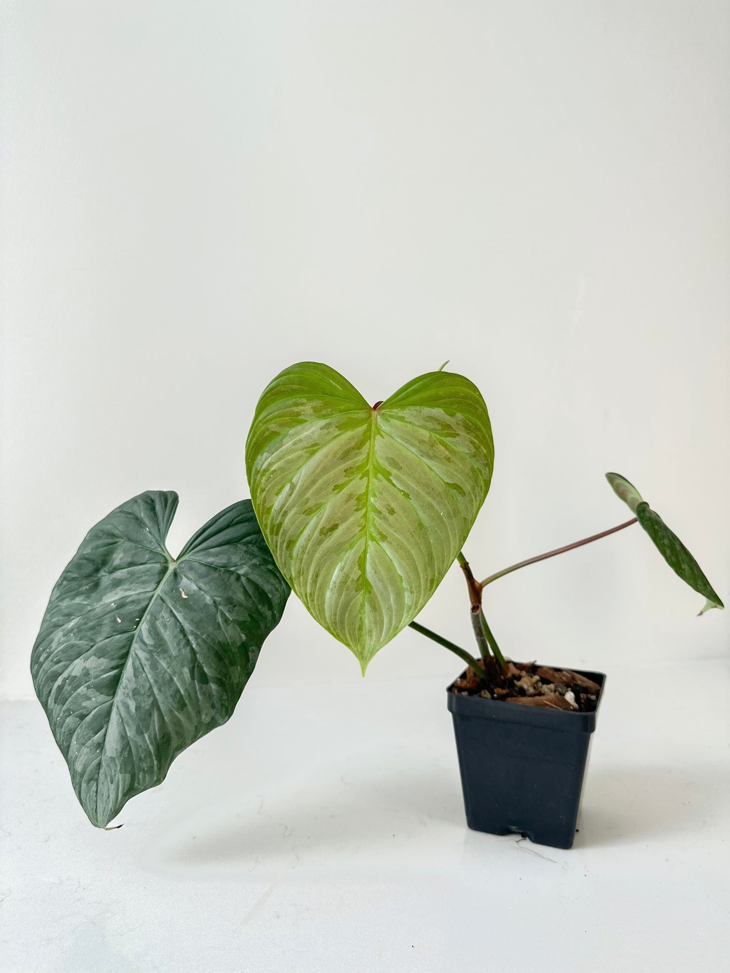 Philodendron Majestic