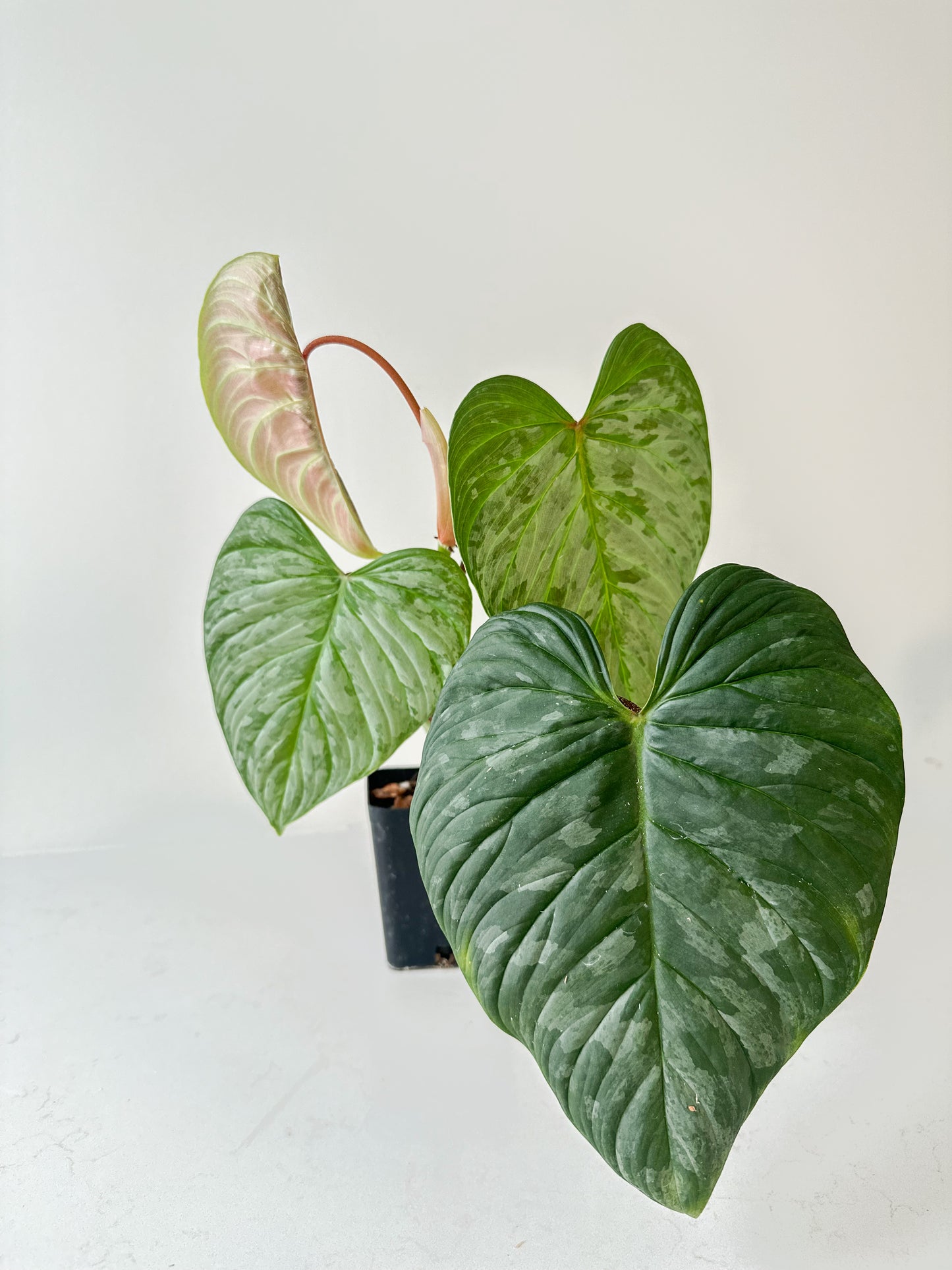 Philodendron Majestic