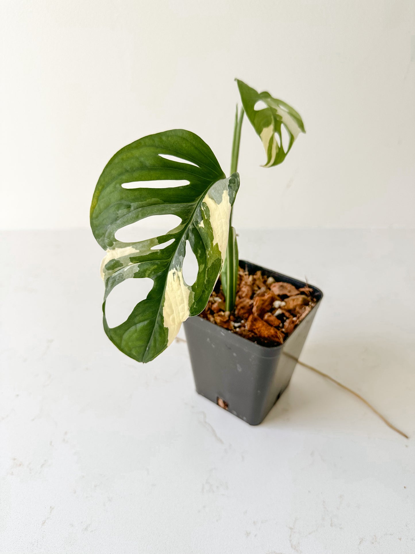 Monstera Adansonii variegated (tricolor)