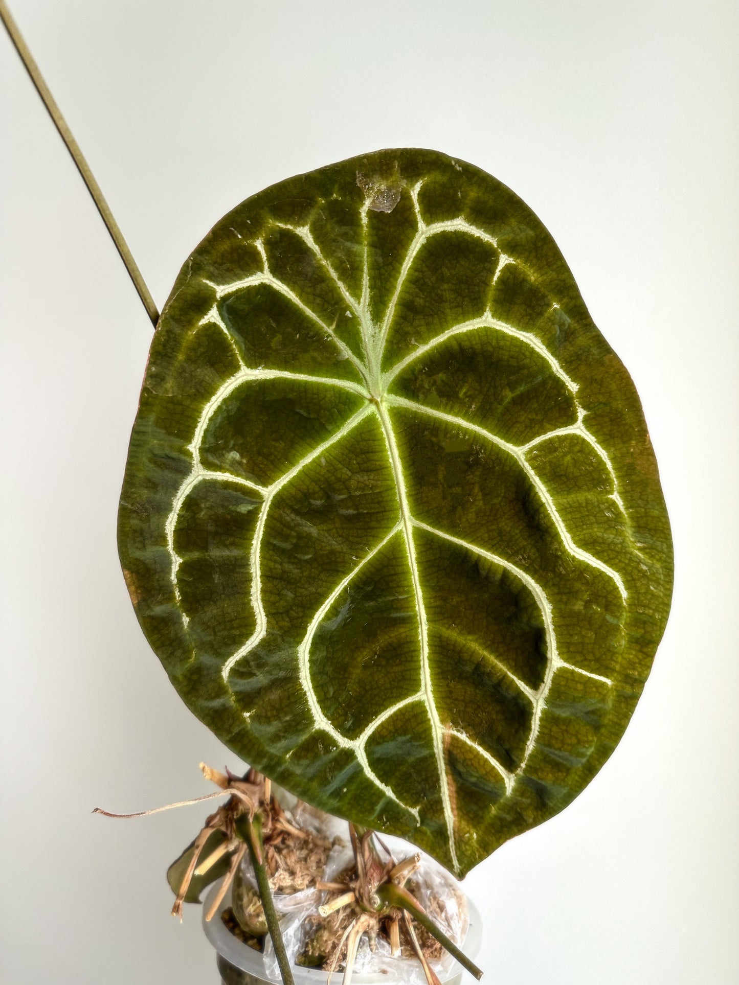 Anthurium Forgetii hybrid