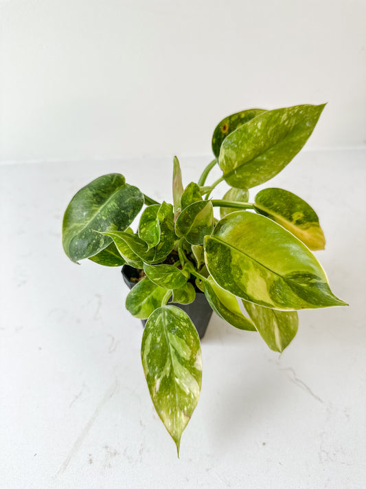 Philodendron Congo Green variegated