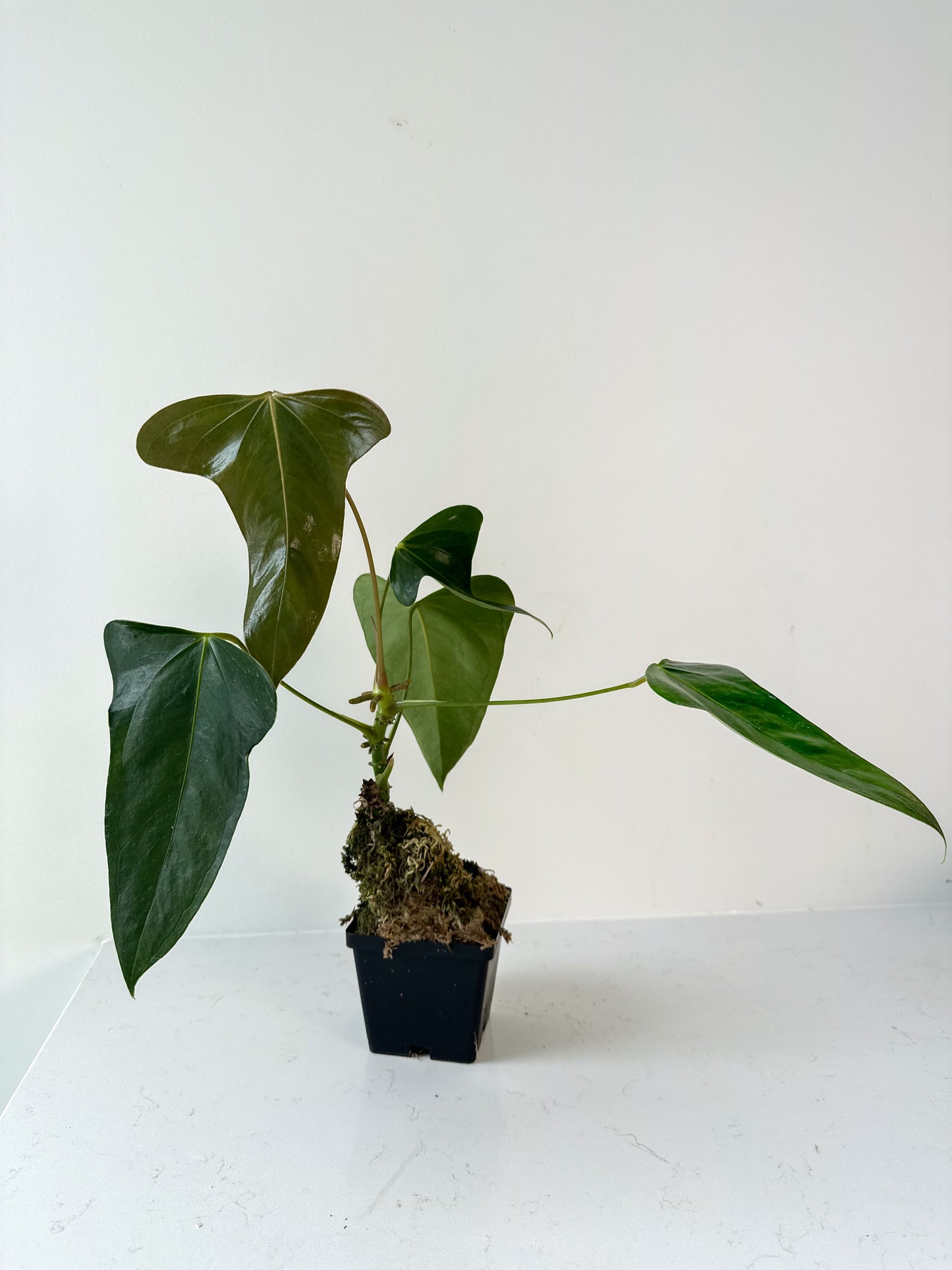 Anthurium Subsignatum