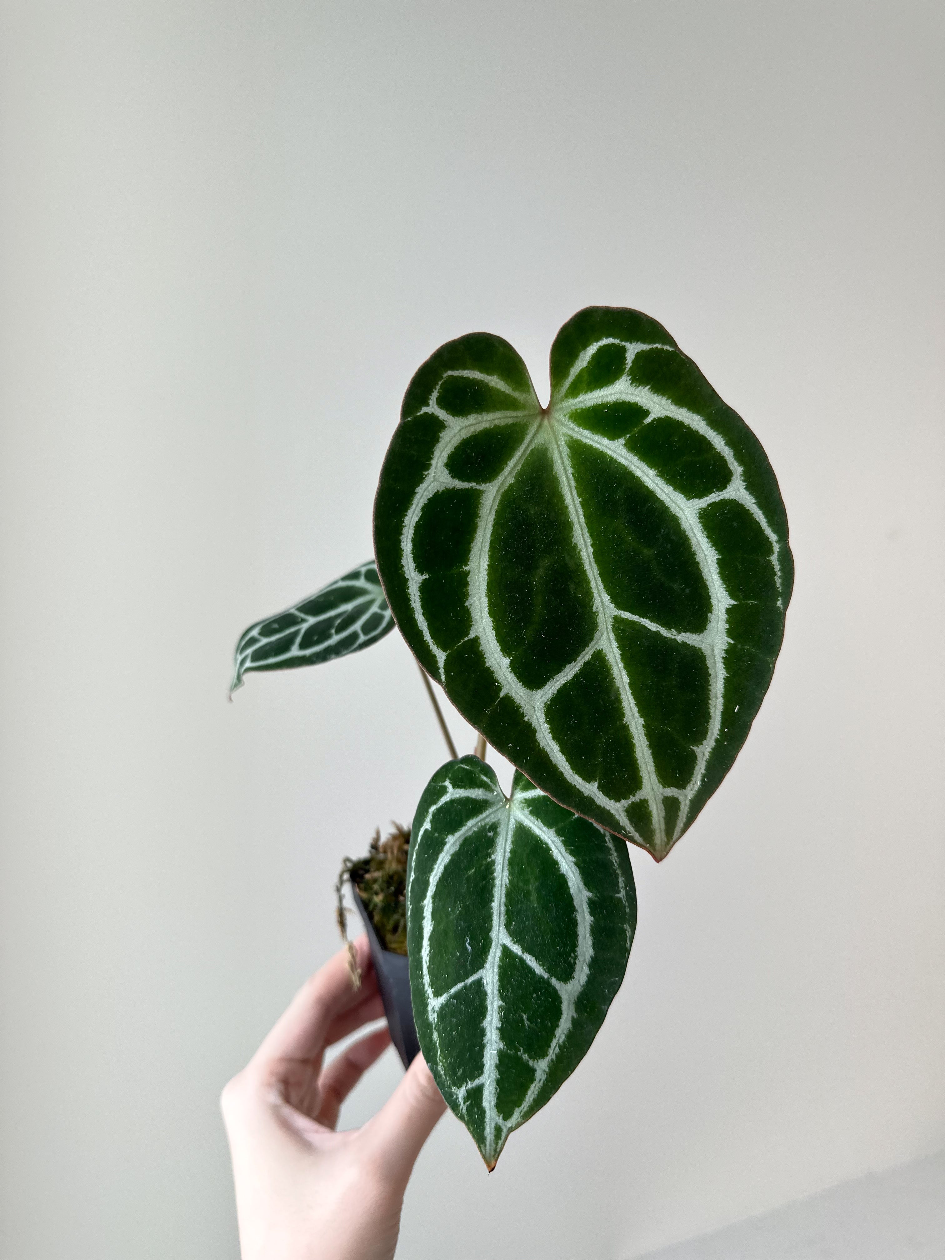 Anthurium 'Minahasa'/ ‘King Crystallinum’ – Verdant Plant House