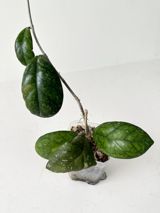 Hoya sp. GBL EPC-260